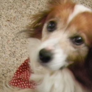 Meet your Posher, Susan